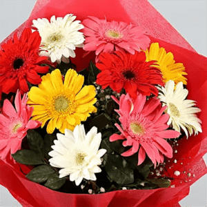 Gerberas