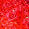 Roses have long been cherished as symbols of love, affection, and gratitude. Our silk roses make a thoughtful and enduring gift for any occasion, whether it's a birthday, anniversary, Valentine's Day, or simply a gesture of appreciation.
