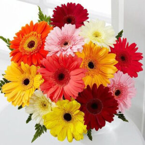12 Gerbera bunch to deliver in Sri Lanka