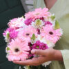 Pink Gerberas Flower- Bunch
