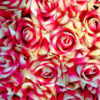 Embrace the timeless beauty of pink and white roses with our exquisite collection of silk roses. Crafted from the finest silk, these artificial roses capture the essence of real flowers, offering a touch of elegance and romance to any occasion. Whether you're decorating your home, planning a special event, or seeking a thoughtful gift, our silk roses are sure to impress.