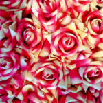 Artificial Silk White and Pink Roses - 12 Flowers Bunch