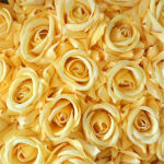 Artificial Silk Yellow Roses - 12 Flowers Bunch