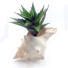 Artificial Cactus in a Seashell