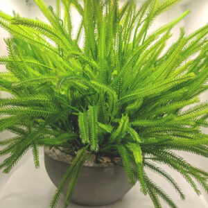 Artificial Grass Plant in Cement Pot: A Timeless Touch of Green