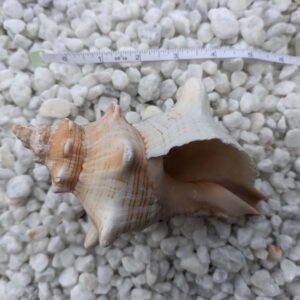 These beautiful sea shells are the perfect accent for your home decor.