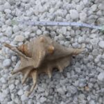 Sea Shells for Decorating, Natural Ocean Conch Sea Shell for Home Decor,  Fish Tanks, Wedding Decoration DIY Craft