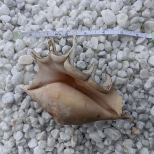 Create a stunning, natural habitat for your fish. Our real sea shells make excellent fish tank accessories, providing texture and interest to your underwater world.