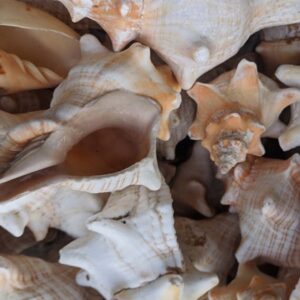 These beautiful sea shells are the perfect accent for your home decor.