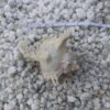 Our real sea shells make excellent fish tank accessories