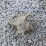 Natural Ocean Conch Sea Shell for Home Decor,  Fish Tanks, Wedding Decoration DIY Craft