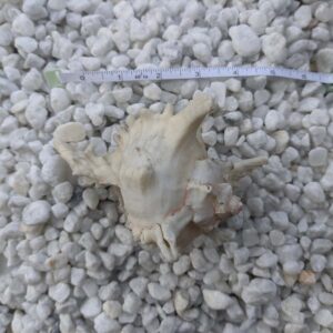 Our real sea shells make excellent fish tank accessories