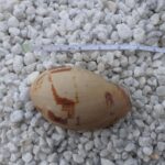 Melo Melo A Natural Masterpiece True Treasure Ocean Sea Shell for Home Decor,  Fish Tanks, Wedding Decoration