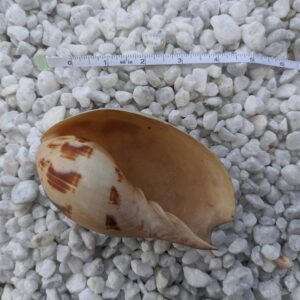 The naturally smooth and often subtly polished surface of the Melo Melo shell invites touch and admiration.