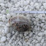 Sri Lanka Engraved Tiger Cowrie Shell - One-of-a-Kind Natural Keepsake and a Souvnir