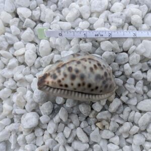 Sri Lanka Engraved Tiger Cowrie Seashell: A Handcrafted Keepsake