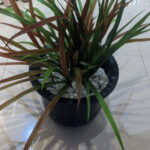 Lifelike Artificial Dracaena Plants for Home & Office Decor Realistic 4 Dracaena Grass Plants in a Pot - 2 Ft