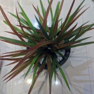 Effortlessly transforms any indoor space with a refreshing, natural atmosphere.