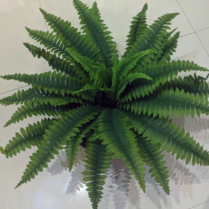 Enjoy the perpetual beauty of green foliage year-round without the need for watering, sunlight, pruning, or worrying about pests.