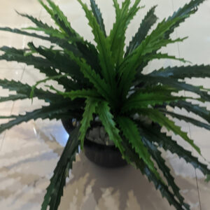 Our faux serrated leaf plant features distinct, beautifully shaped leaves with natural-looking serrated edges, replicating the architectural beauty of unique foliage.