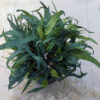 Artificial Native Eucalyptus Faux Greenery Leaves