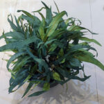 Lifelike Artificial Native Eucalyptus/ Naa Faux Greenery Leaves for Office, Living Room, Bedroom Fake Leaves in a Pot - 2 Ft