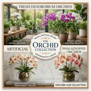 Orchids