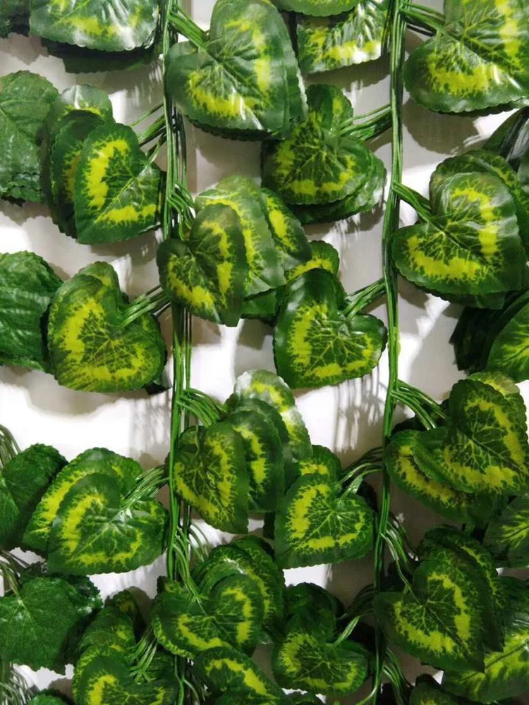 Designed with heart-shaped leaves boasting variegated yellow-green patterns